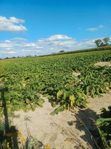 Voederbieten ️te koop ️100 ton beschikbaar voor biedingen
