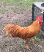 Prachtige haan ( leghorn buff), Dieren en Toebehoren, Pluimvee