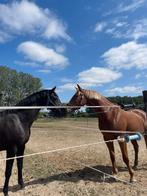 Zadelmak maken en trainen van paarden, Dieren en Toebehoren, Ophalen