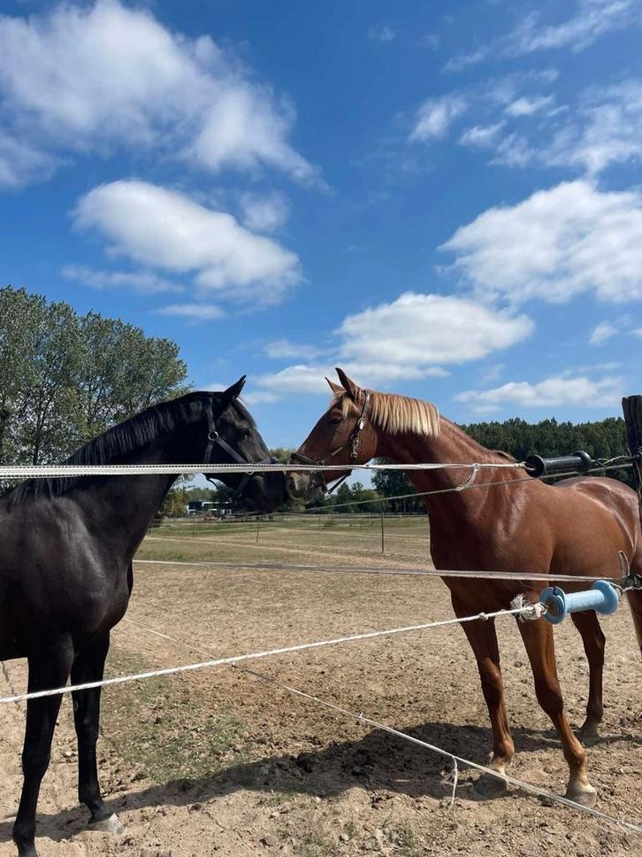 Zadelmak maken en trainen van paarden, Dieren en Toebehoren, Paarden en Pony's | Verzorgingsproducten, Ophalen