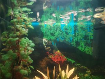 Visjes, Dieren en Toebehoren, Vissen | Aquariumvissen, Vis, Zoetwatervis