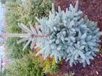 Super lot kerstbomen te koop potgekweekt nordmann amorika pu, Ophalen of Verzenden