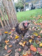 Araucana haan, Dieren en Toebehoren, Pluimvee, Mannelijk, Kip