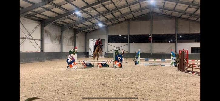 Paarden en pony’s scheren op locatie – regio West-Vlaanderen, Dieren en Toebehoren, Paarden en Pony's | Verzorgingsproducten, Nieuw