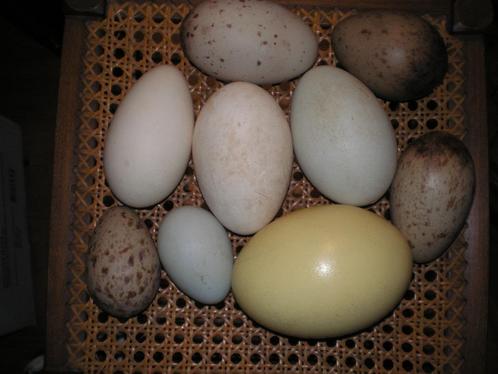 uitgeblazen eieren, Verzamelen, Dierenverzamelingen, Vogel, Ophalen of Verzenden