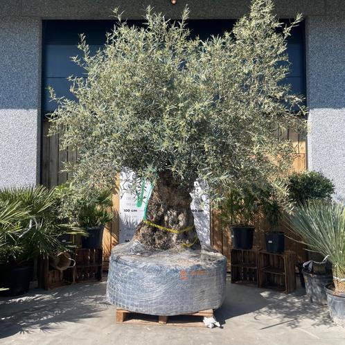 MEGA Olijfbomen, Tuin en Terras, Planten | Bomen, Ophalen