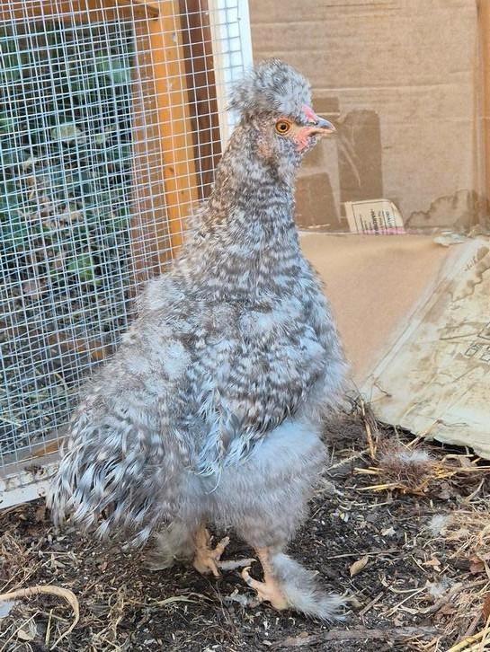 Jonge zijdehoender haan, Dieren en Toebehoren, Pluimvee