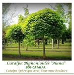 CATALPAS SPHÉRIQUES « NANA » , HAUTE TIGE 40€/pièce, Jardin & Terrasse, Plantes | Jardin, Autres espèces, Plein soleil, Été, Enlèvement
