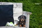 Kortharige Teckel pups, België, CDV (hondenziekte), 8 tot 15 weken, Korthaar