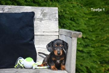 Kortharige Teckel pups  beschikbaar voor biedingen