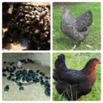 jour : poussins : 7 races, 100 % poules, résultat : 25 juin, Poule ou poulet, Femelle