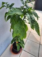 Roze brugmansia, Tuin en Terras, Planten | Tuinplanten, Vaste plant, Halfschaduw, Zomer, Ophalen
