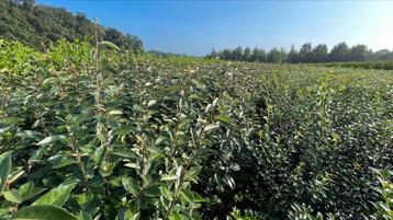 Elaeagnus ebbingei Olijfwilgen in verschillende maten 