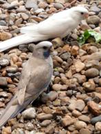Pennanten, Dieren en Toebehoren