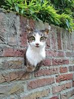 Opgezette kop kat poes taxidermie huisdier schedel gewei, Verzamelen, Dierenverzamelingen, Ophalen, Hond of Kat, Gewei of Kop