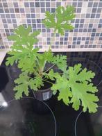 Plantes Pélargonium citronnelle, Ophalen