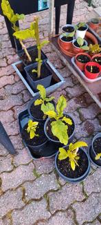 Datura, Tuin en Terras, Planten | Tuinplanten, Ophalen