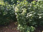 Zwarte bes, ribes nigrum, cassis bes, Ophalen