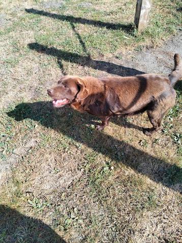 Leuke labrador met stamboom  beschikbaar voor biedingen