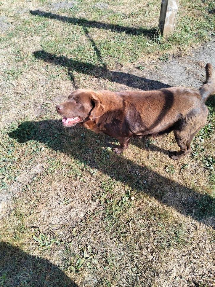 Leuke labrador met stamboom, Dieren en Toebehoren, Honden | Retrievers, Spaniëls en Waterhonden, Teef, Labrador retriever, Fokker | Professioneel