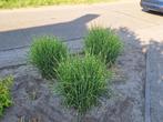Tijgergras word 70/80 cm hoog, Tuin en Terras, Planten | Tuinplanten, Ophalen, Vaste plant, Siergrassen