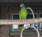 Conure tête bleue epp