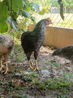 Jonge zwarte haan, Dieren en Toebehoren, Pluimvee