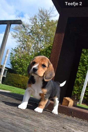 Beagle pupjes, Dieren en Toebehoren, België, Beagle, CDV (hondenziekte), 8 tot 15 weken