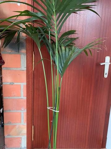 Palmier plant 180 cm beschikbaar voor biedingen