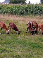 Moeflon schapen