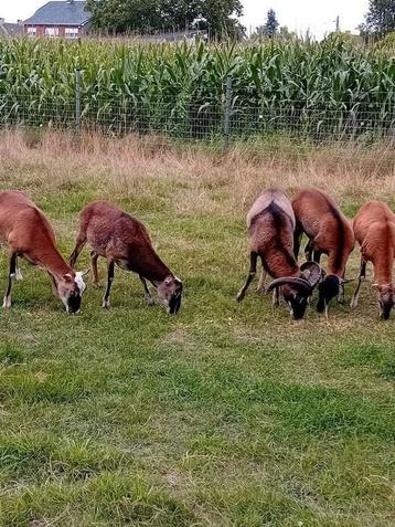 Moeflon schapen beschikbaar voor biedingen