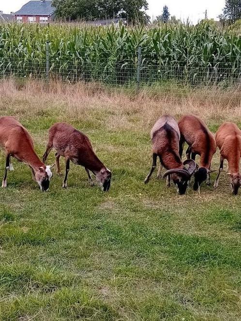 Moeflon schapen, Dieren en Toebehoren, Schapen, Geiten en Varkens
