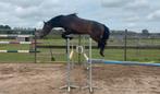 2 jarige hengst te koop, Springpaard, Z, Gechipt, 0 tot 2 jaar