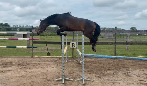 2 jarige hengst te koop, Dieren en Toebehoren, Paarden, Hengst, Z, 160 tot 165 cm, 0 tot 2 jaar, Springpaard, Met stamboom, Gechipt