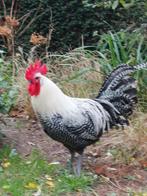 Zilverbrakel Haan, Dieren en Toebehoren, Pluimvee