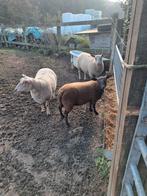 Jonge ram 10 maand, Dieren en Toebehoren