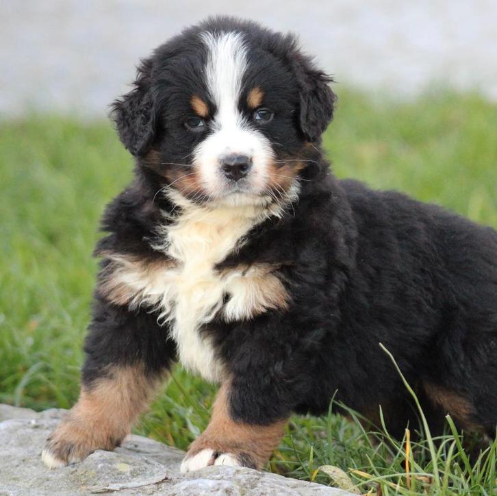 Berner Sennen pups, Dieren en Toebehoren, Honden | Bulldogs, Pinschers en Molossers, Meerdere dieren, Sennenhond, Fokker | Professioneel