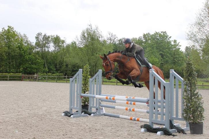 Springpaard 11jarige merrie, Dieren en Toebehoren, Paarden, Merrie, Niet van toepassing, 165 tot 170 cm, 11 jaar of ouder, Springpaard