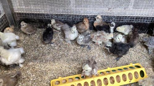 Usa zijdehoentjes, Dieren en Toebehoren, Pluimvee