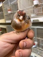 Kruisingen  kleine distelvink x kanarie, Dieren en Toebehoren, Mannelijk, Wildzangvogel, Geringd