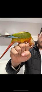 Cage pour peroquet, Animaux & Accessoires, Oiseaux | Perruches & Perroquets, Plusieurs animaux, Perroquet, Domestique