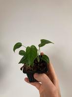 Monstera siltepecana, Ophalen, In pot