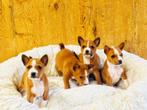 Basenji pups bij ons geboren te koop !!!, Dieren en Toebehoren, Honden | Poolhonden, Keeshonden en Oertypen, België, Overige rassen