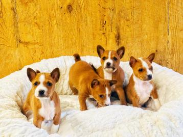 Basenji pups bij ons geboren te koop !!!, Dieren en Toebehoren, Honden | Poolhonden, Keeshonden en Oertypen, België, Overige rassen