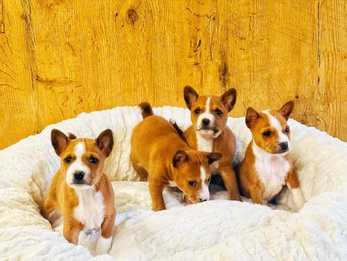 Basenji pups bij ons geboren te koop !!!, Dieren en Toebehoren, Honden | Poolhonden, Keeshonden en Oertypen, Meerdere dieren, Overige rassen