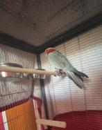 Roze kaketoe, Dieren en Toebehoren, Vogels | Parkieten en Papegaaien, Geringd