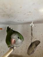 MOOIE KWEEKRIJPE MUISPARKIET NU 100 EURO, Dieren en Toebehoren, Meerdere dieren, Papegaai