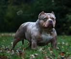 PRACHTIGE AMERICAN BULLY DEK REUEN (NIET TE KOOP), Dieren en Toebehoren, Honden | Bulldogs, Pinschers en Molossers, België, Reu
