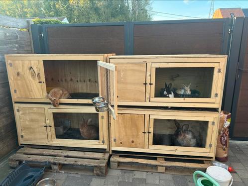 Konijn kweekkast - nachtverblijf €200 per blok (2 hokken), Dieren en Toebehoren, Knaagdieren en Konijnen | Hokken en Kooien, Hok