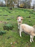 Wiltshire horn dekram stamboek, Dieren en Toebehoren, Mannelijk, Schaap, 0 tot 2 jaar